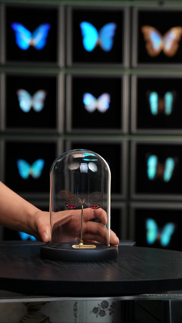 紫珠绡眼蝶小号玻璃罩