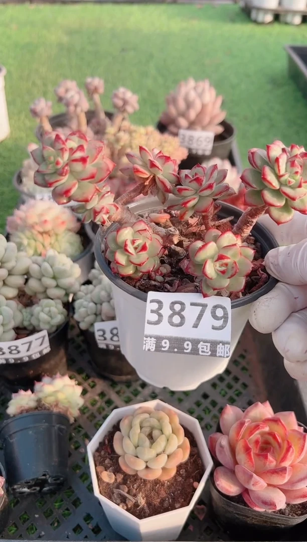 【闪购商品】信福多肉一物一拍