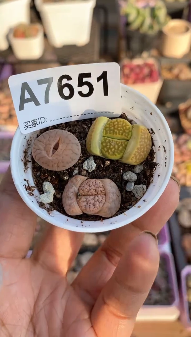 【闪购商品】7651直播一物一拍