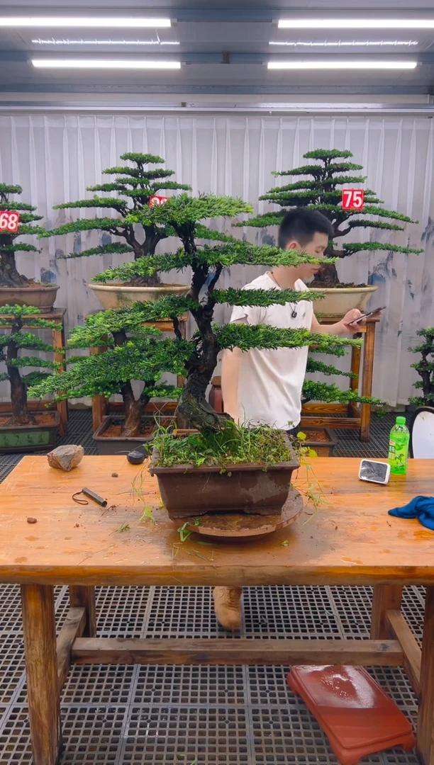 无花朵王*琪精品盆景直播间一物一拍