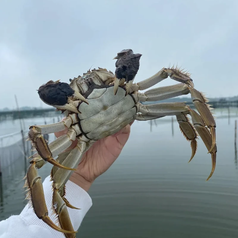 【鲜活特大蟹】【2/3/5斤装】15只江苏精品大闸蟹公母蟹活蟹4两+3两