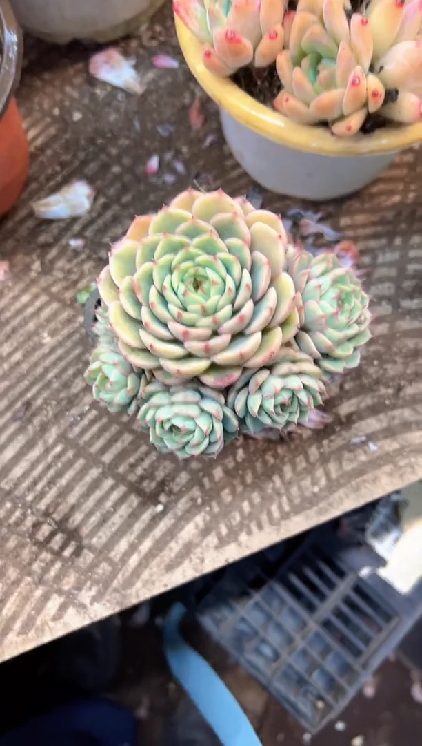 L****g多肉植物一物一拍24446