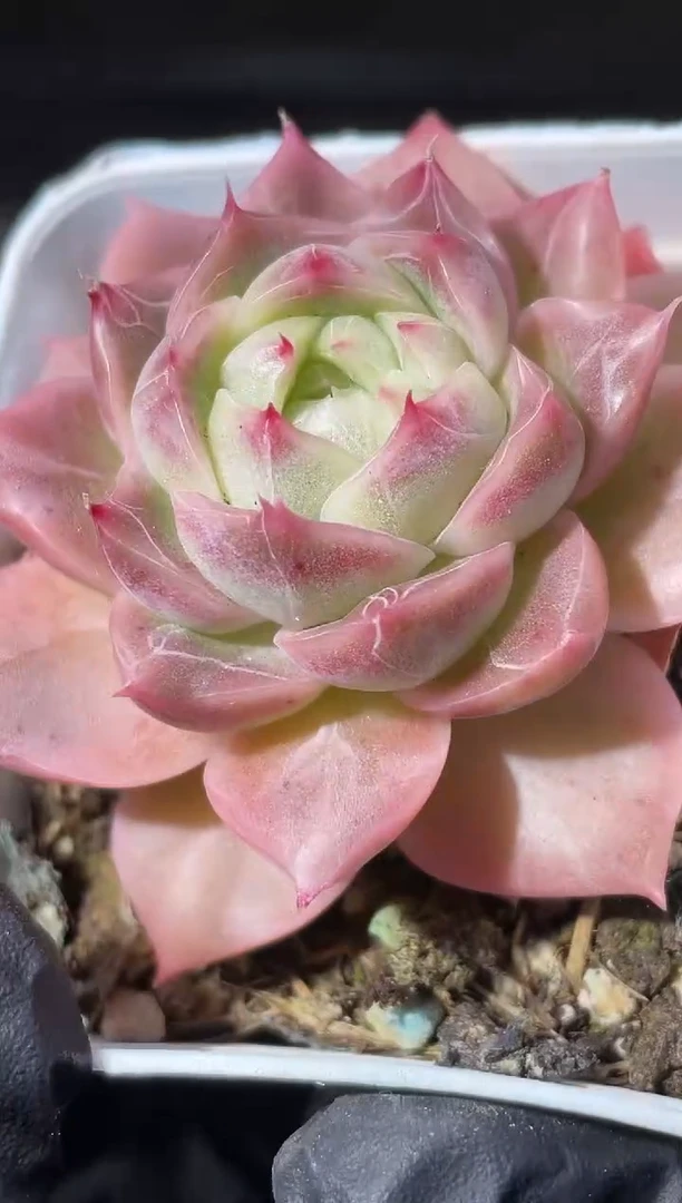 27-65冬之星4-5厘米量拍发一颗