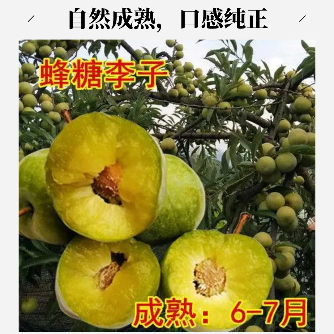 蜂糖李子树苗清脆空心四川嫁接蜂蜜李子苗三华李子树苗南北方种植