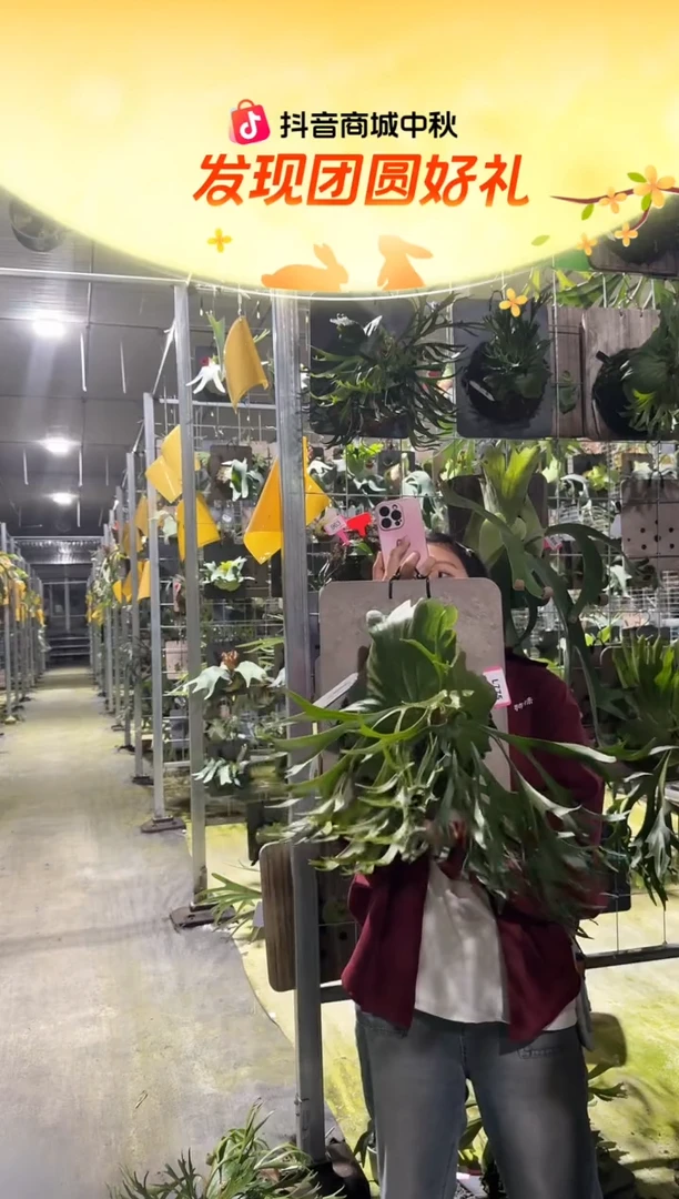 不开花植物L775-细叶亚皇
