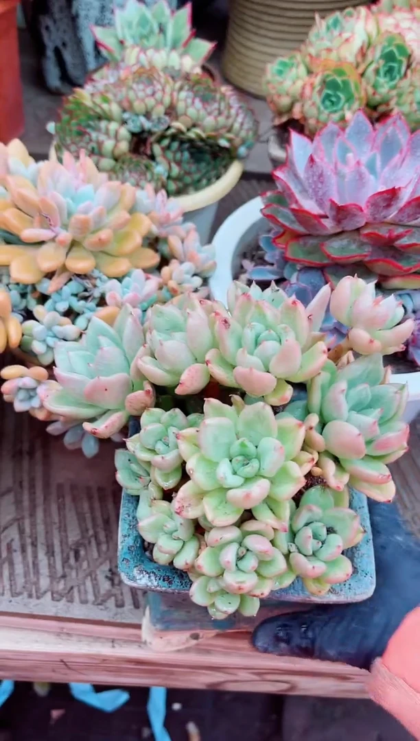 04082多肉植物一物一拍