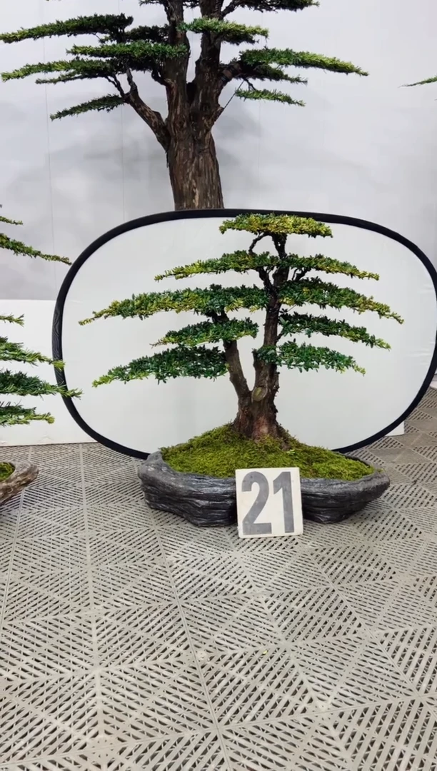 【闪购商品】盆景罗汉松