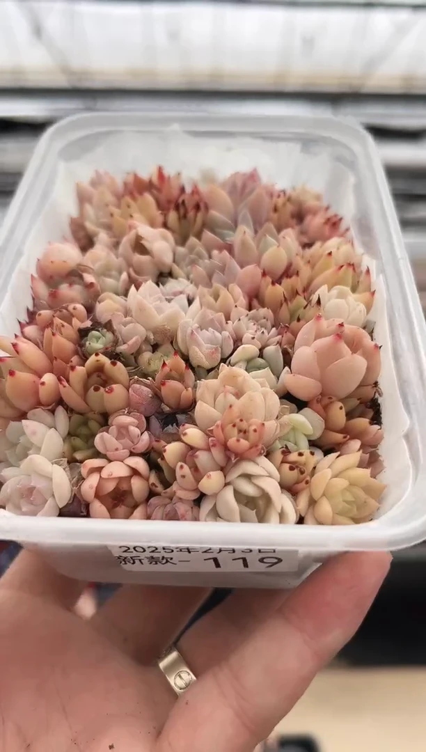 【闪购商品】新款多肉-119（幼稚园）