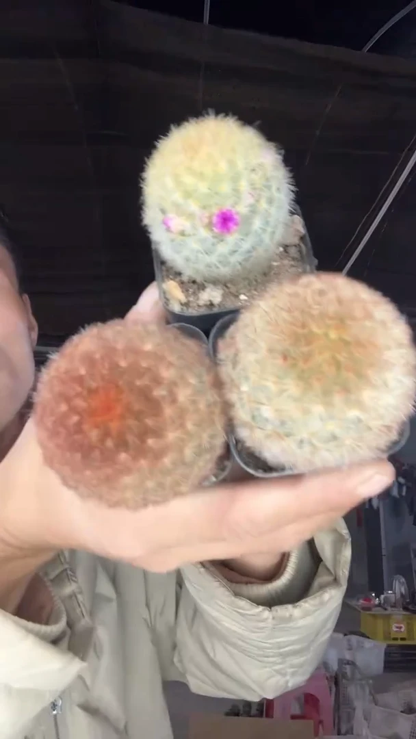 实生嘉文丸3颗39.99