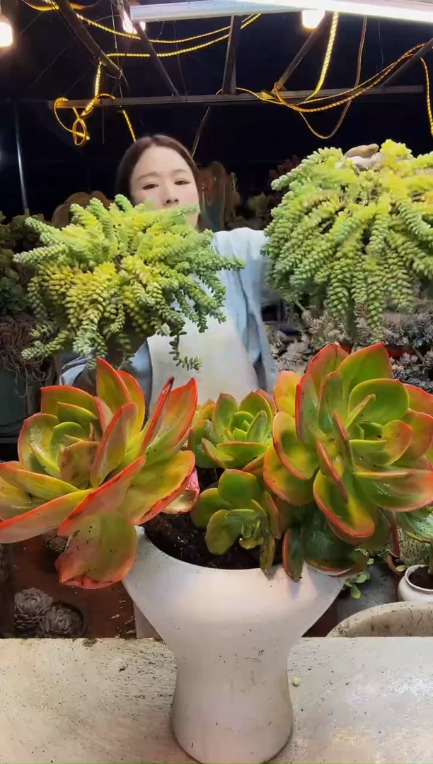 血凤老桩脱土包邮