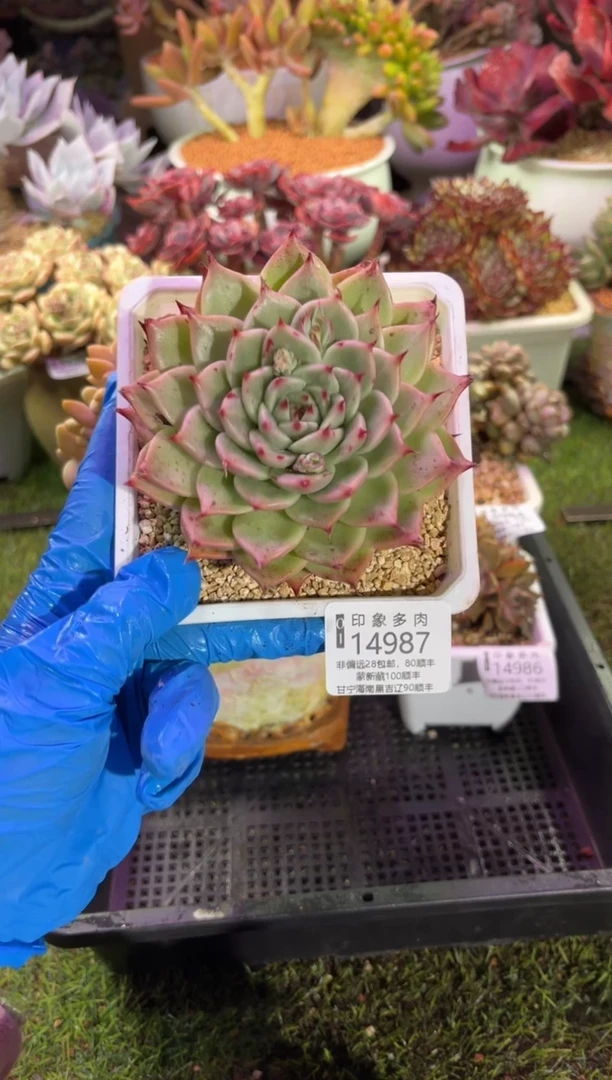 【闪购商品】14987