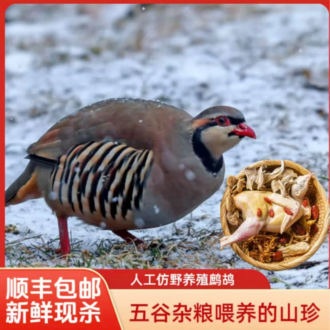 [拍一发六]约5-6两/只生鲜小飞龙走地鸡包邮到家新鲜炖汤顺丰包邮