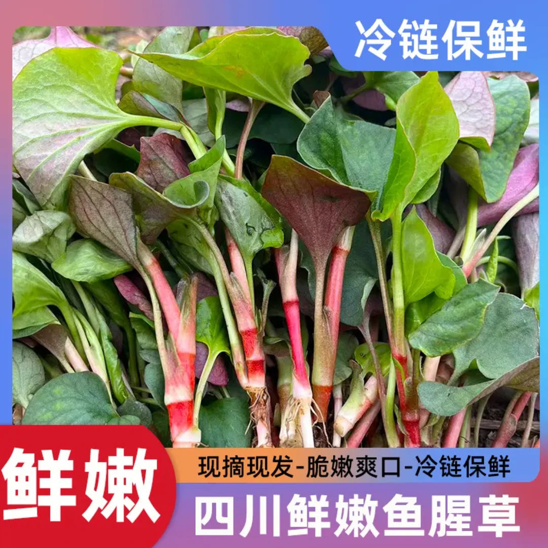 【冷链保鲜-京东包邮】四川新鲜折耳根鱼腥草嫩叶子现摘现发农家菜