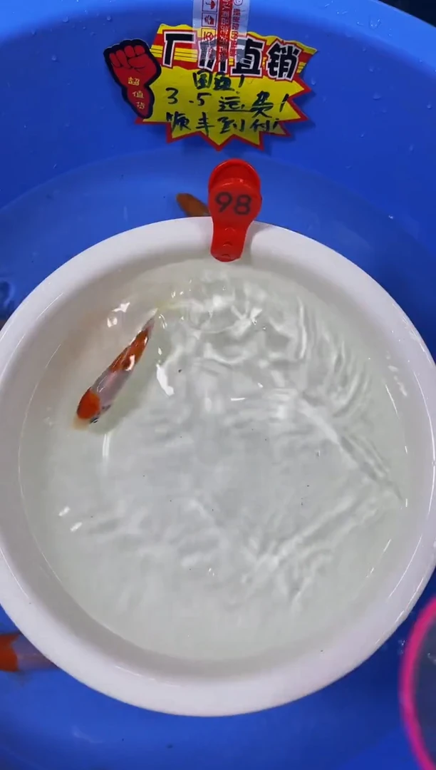 锦鲤活体二号链接