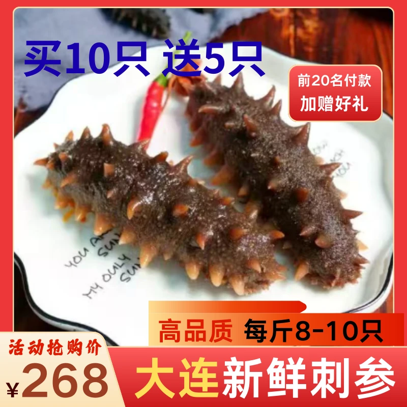 【精美礼盒款】甄食府大连大个头送礼鲜食海参品质保证买10只送5只