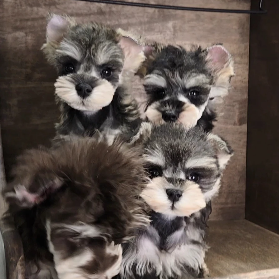 契约家萌系雪纳瑞活体宠物狗狗雪纳瑞幼犬售卖雪纳瑞犬