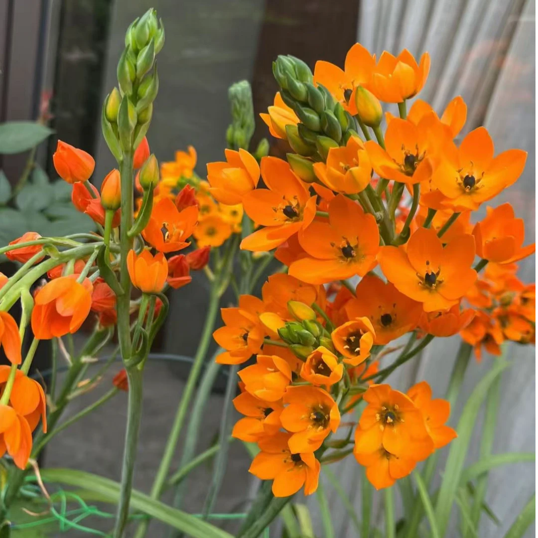 橙色圣心百合盆栽带花苞种球科超长花期盆栽地栽飘香发货耐寒