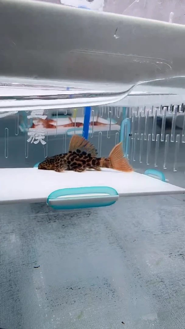 清道夫5.7不包入缸损48