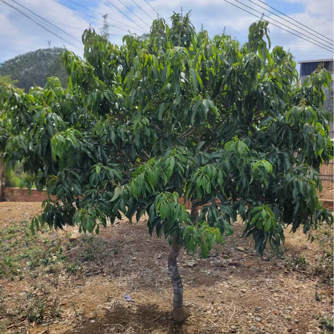直播间果树庭院苗木一物一拍（直播间荔枝果树苗植物选项专拍）