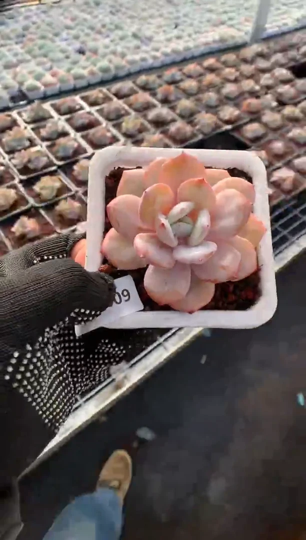 609奶茶多肉植物一物一拍