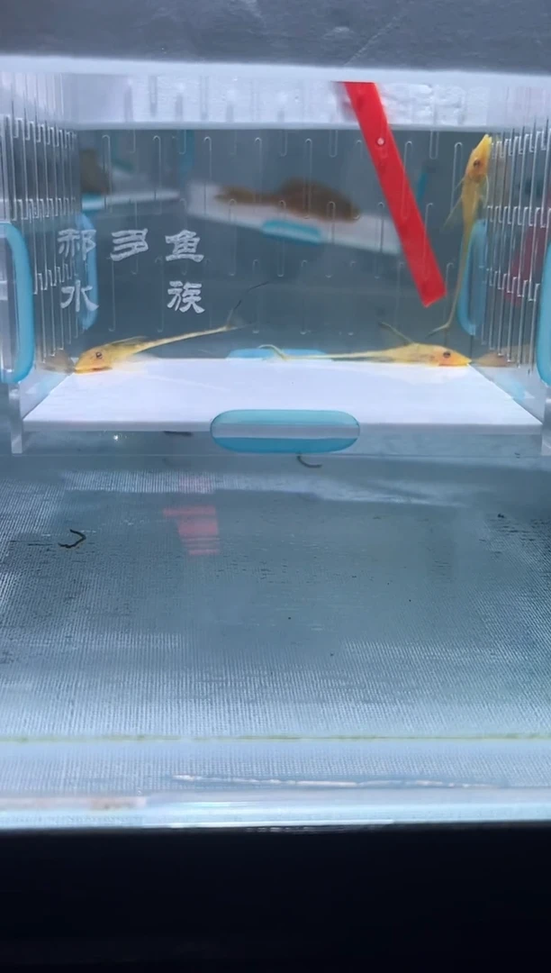清道夫5-6不包入缸损113