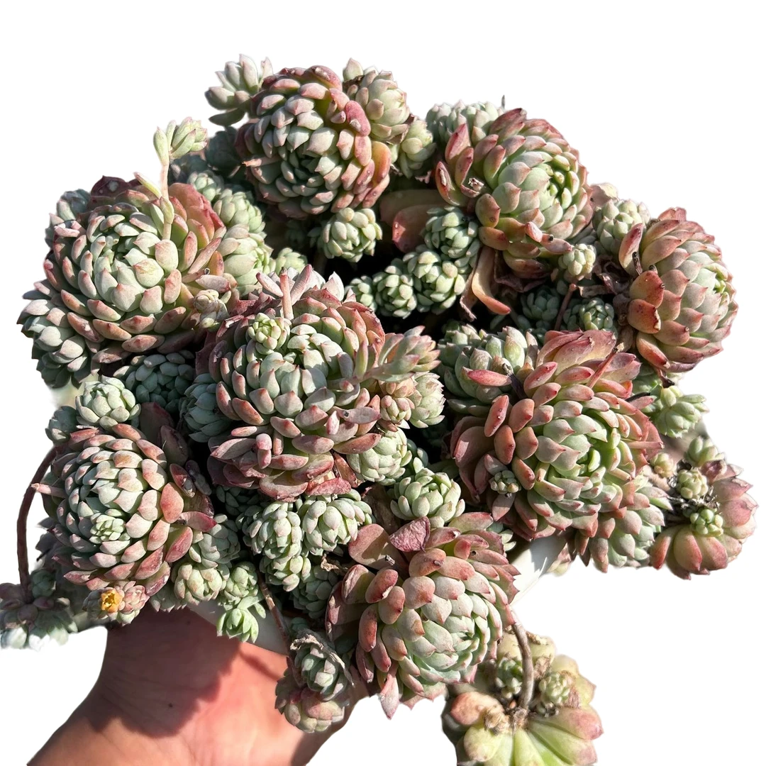 160#小粉梅带盆 多肉植物室内绿植净化空气