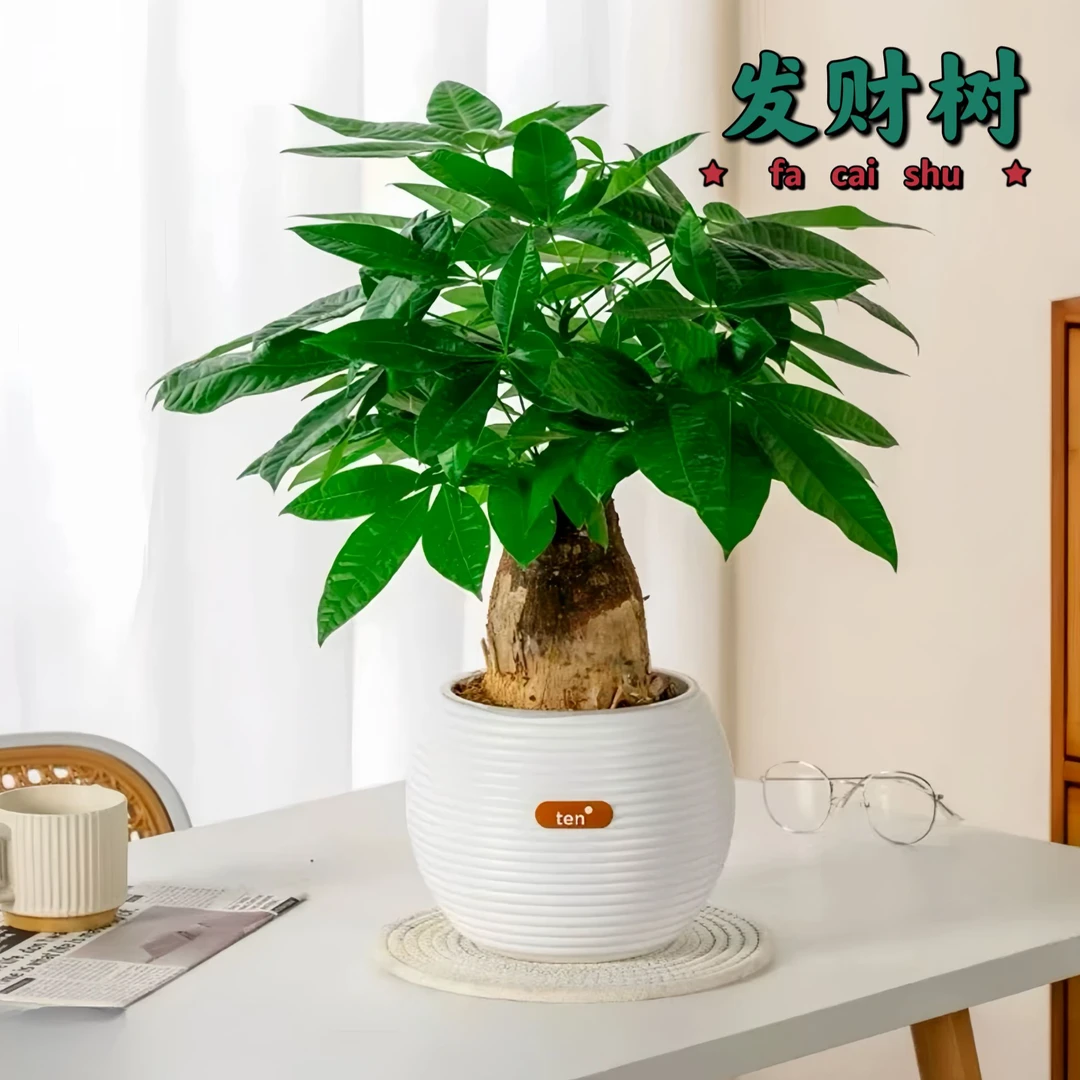 发财树基地室内绿植盆栽好养护懒人桌面盆景观叶花卉年宵花