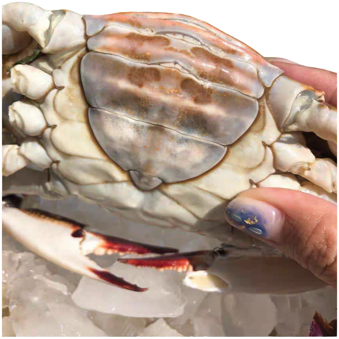 【保鲜不保活】渤海湾肥母梭子蟹2-5斤 2-4两/只 6-20只/份 肉肥无黄 介意慎拍