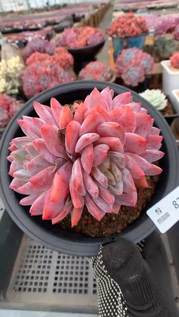 824梦露一物一拍