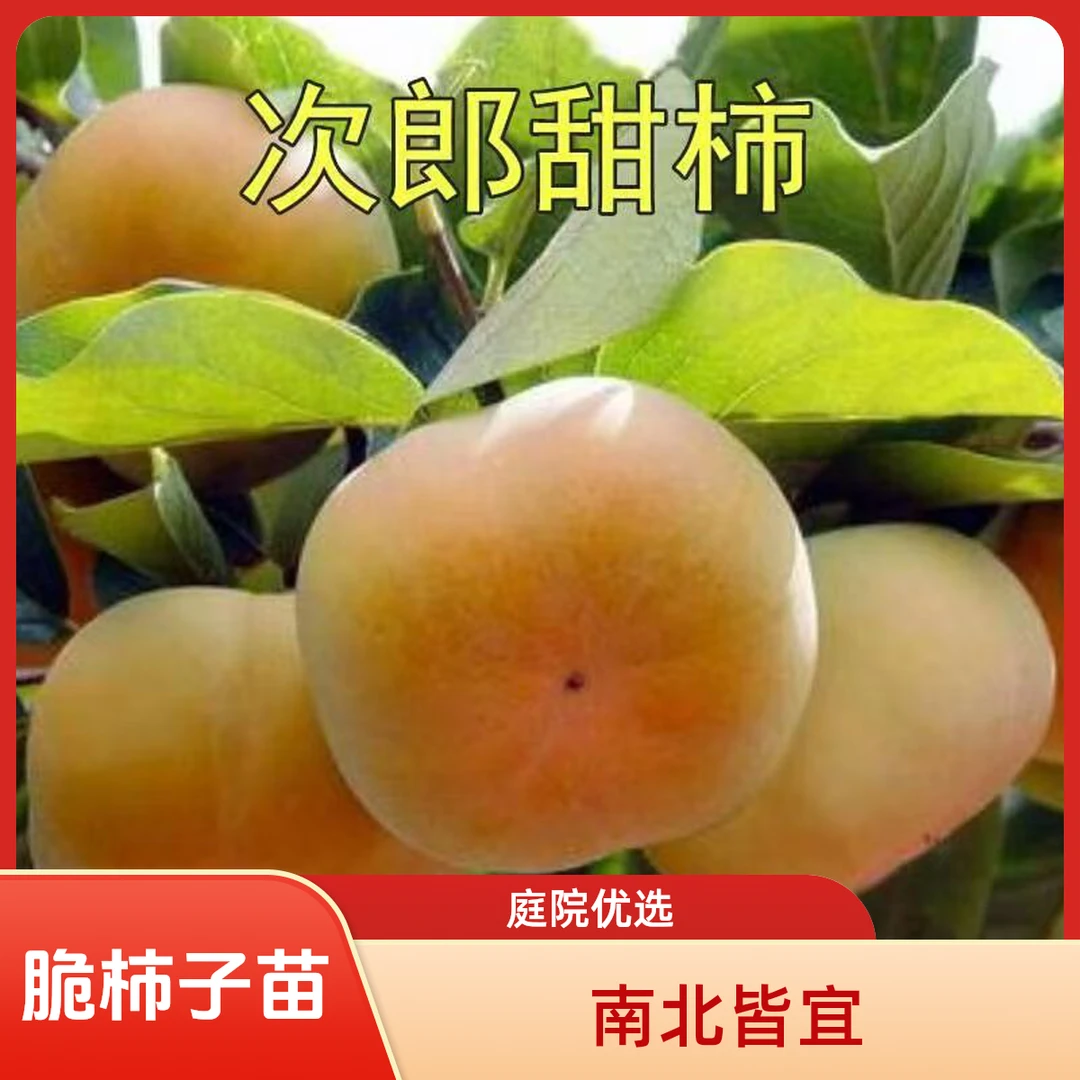嫁接次郎脆柿子树苗水果柿子树苗庭院盆栽南北方种植耐寒原杯原土