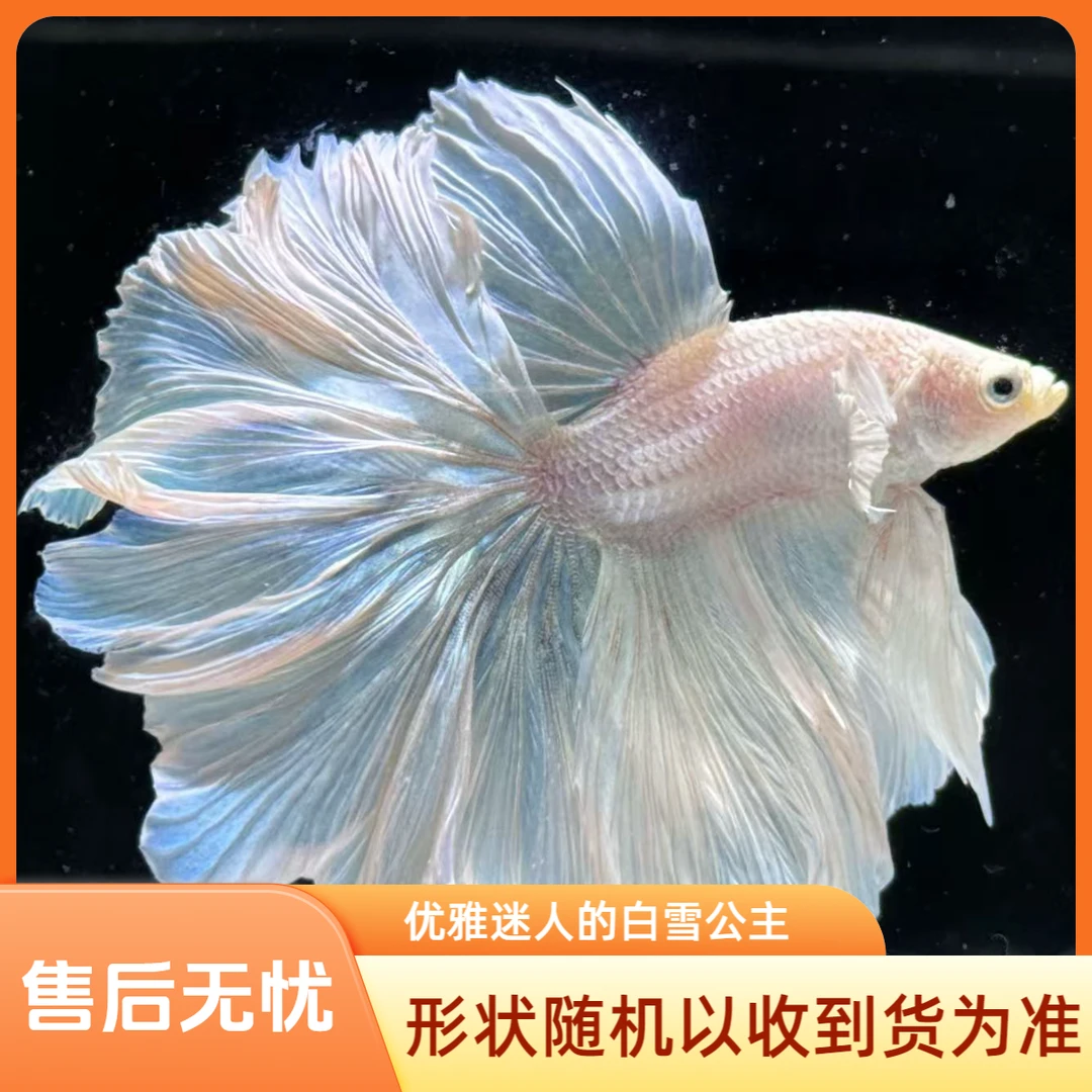 泰国斗鱼小型热带观赏鱼好养耐活纯白色半月婚纱鱼
