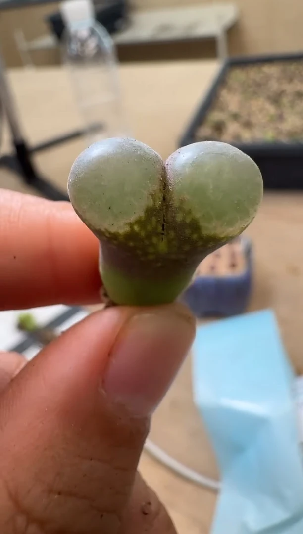 11-401多肉植物肉锥