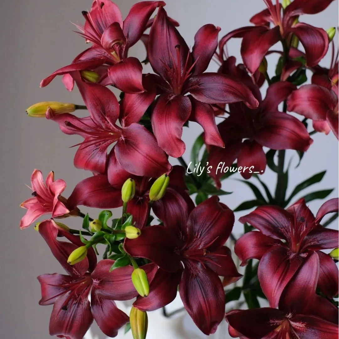 婵之语优选 黑色魅力亚百合鲜切花