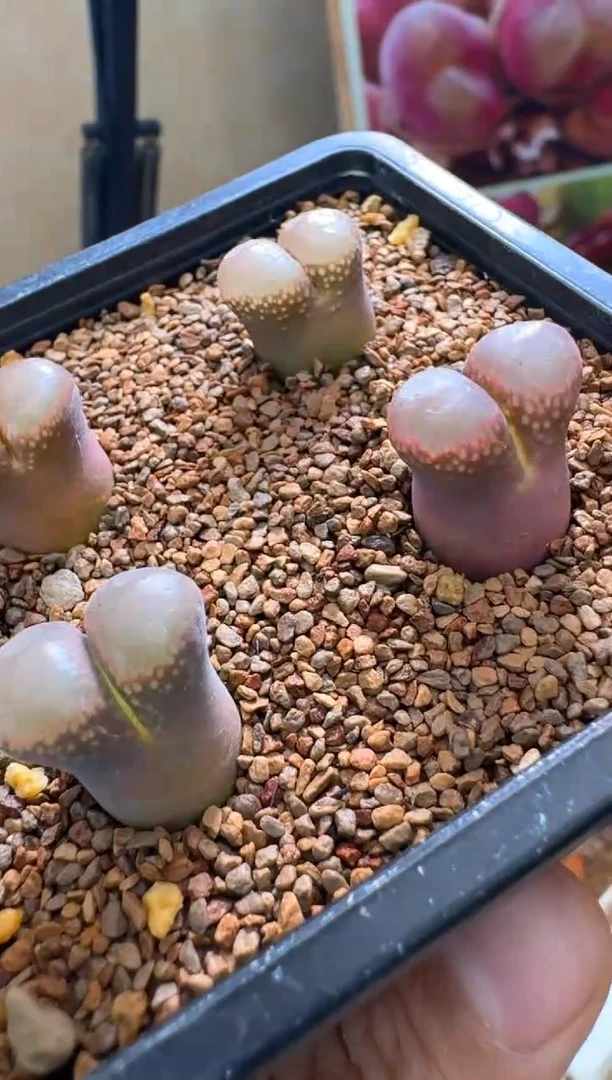 肉石头（25-31）1027风铃一颗