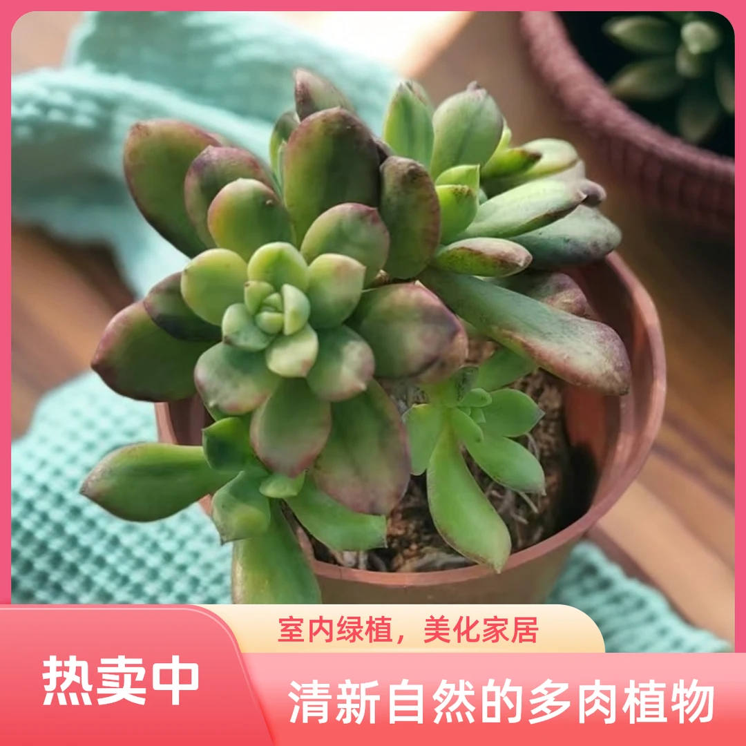 叮当锦多肉植物盆栽品种好养适合办公室阳台