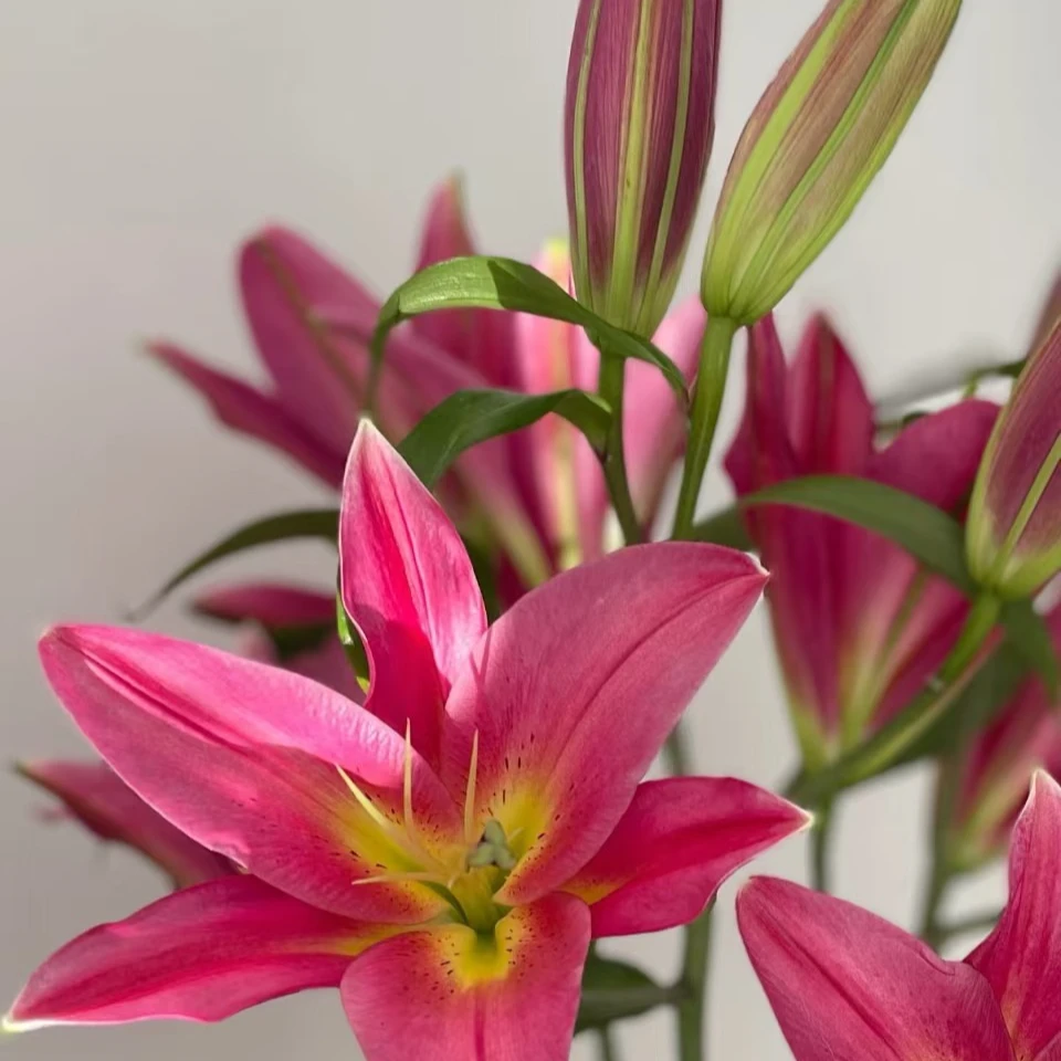 火石百合【红色系单瓣百合】