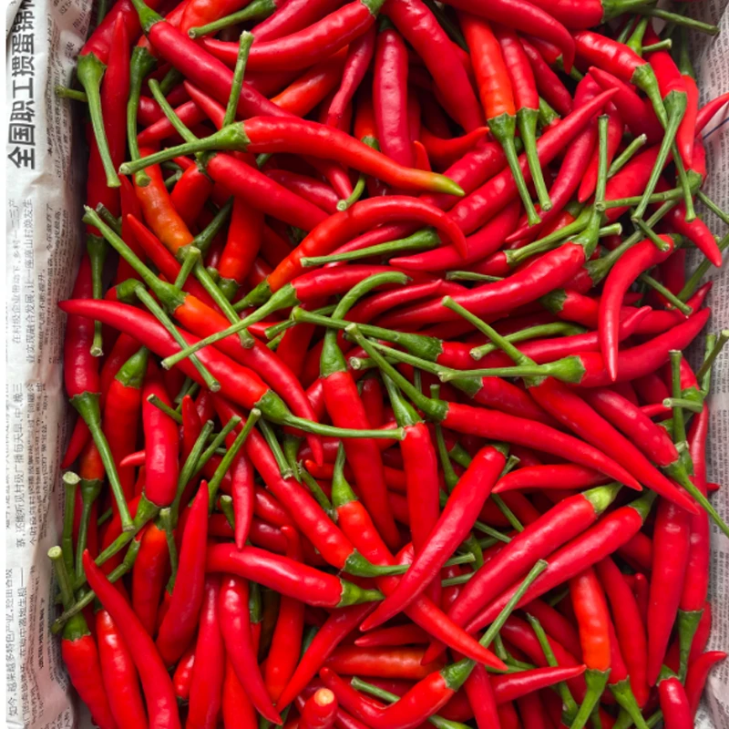 【限量抢5斤】特辣新鲜小米辣现摘农家自种小米椒指朝天椒泡椒剁椒