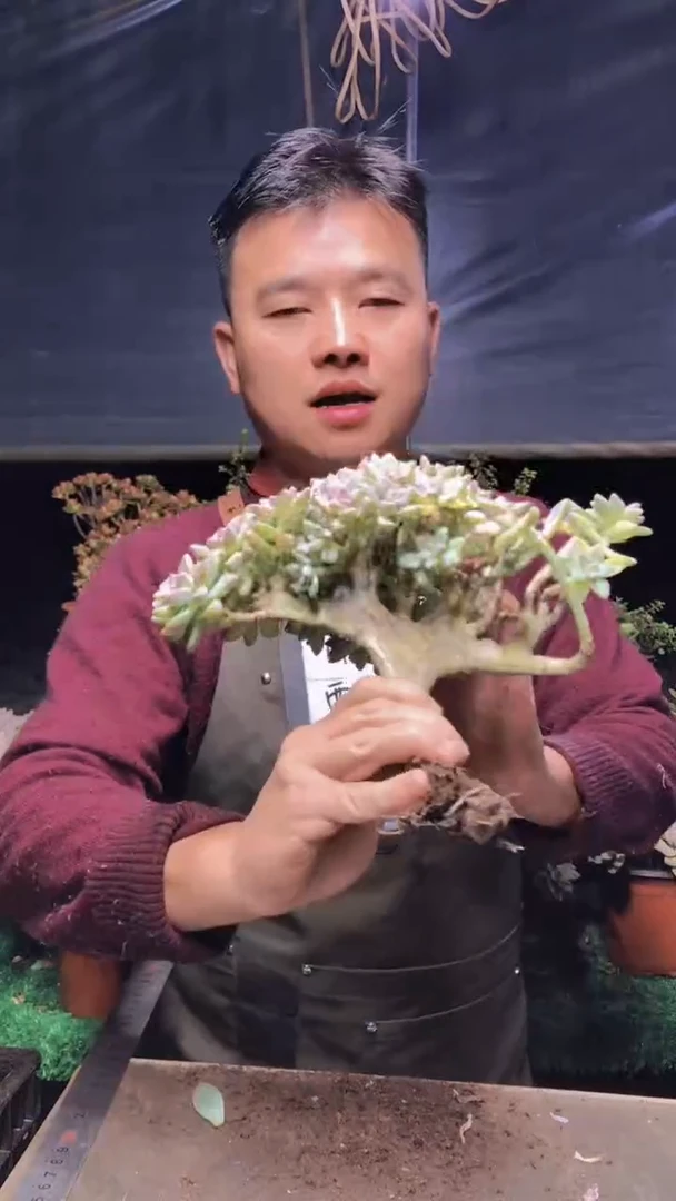 159淡雪缀化一物一拍