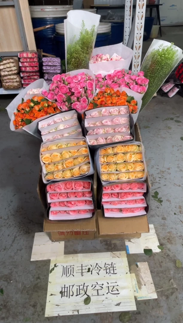 戴安娜+香槟+粉红+折射+橙色芭比+苏菲+折射+绿林草