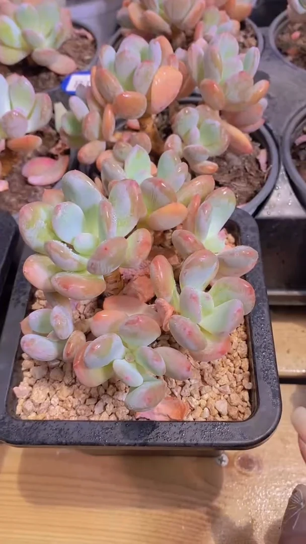 B102-大群灰姑娘脱土发（量怕)