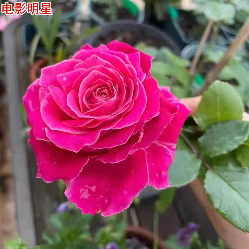 新品电影明星月季灌木大花直立刺少庭院阳台盆栽四季开花玫瑰花苗