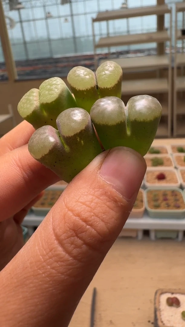 美丽的肉石头-441