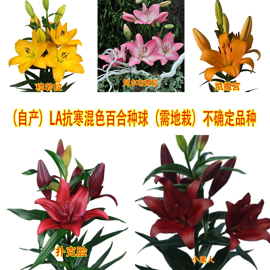 【自产】LA混色抗寒百合种球（需地栽）不确定品种