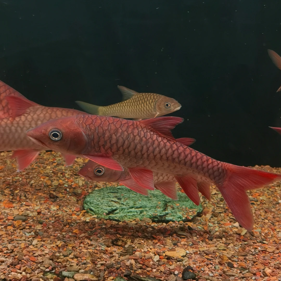 哥拉巴拉红吉罗苗 马来西亚进口