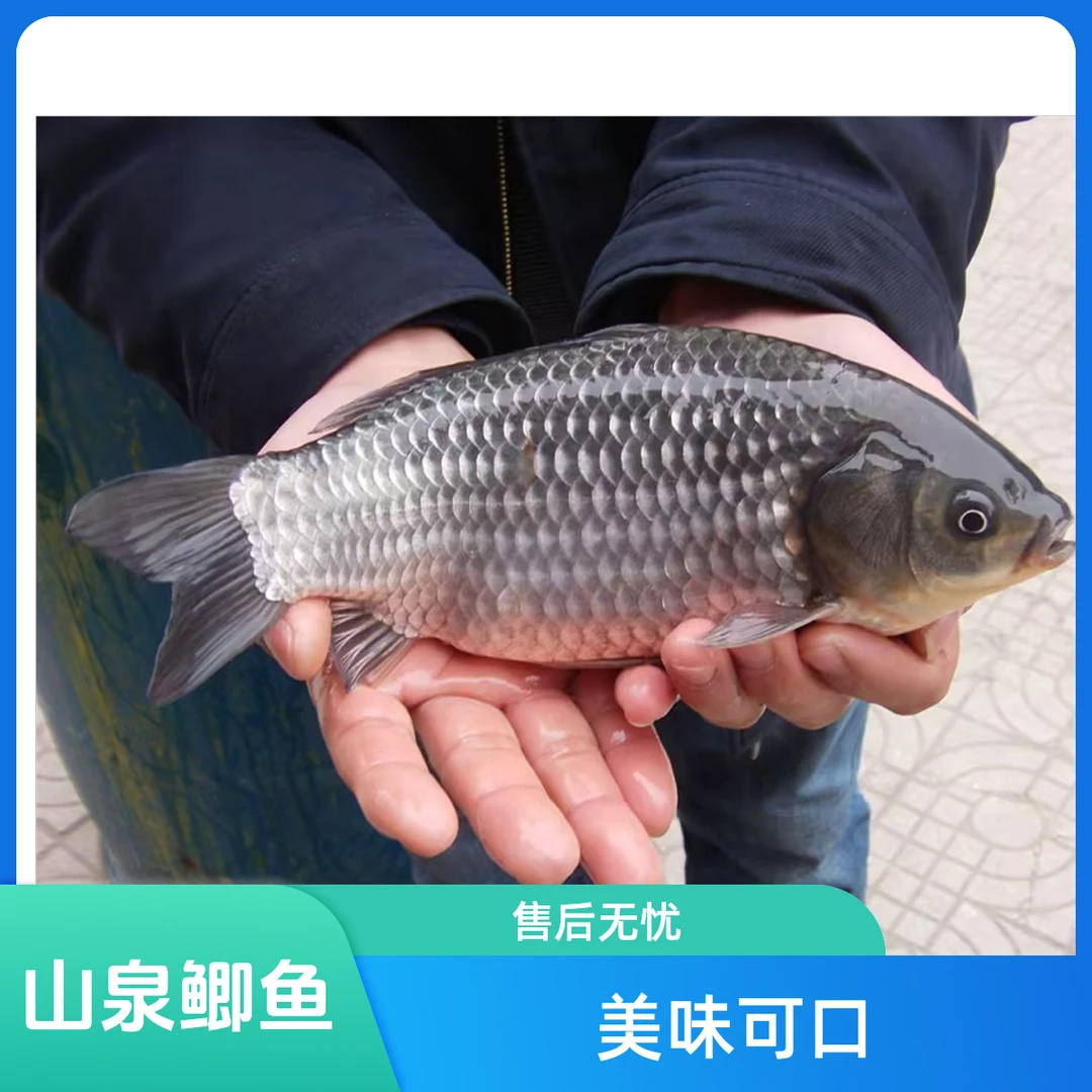 山泉鲫鱼约1.2斤