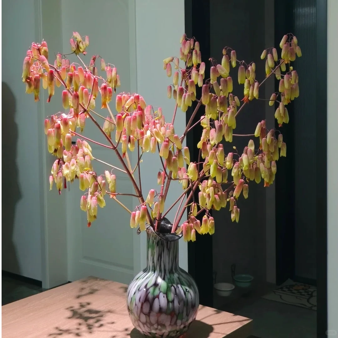 【天灯】家用鲜花/花束美丽 云南鲜花基地直发