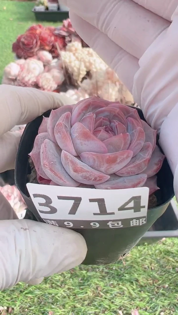 【闪购商品】信福多肉一物一拍