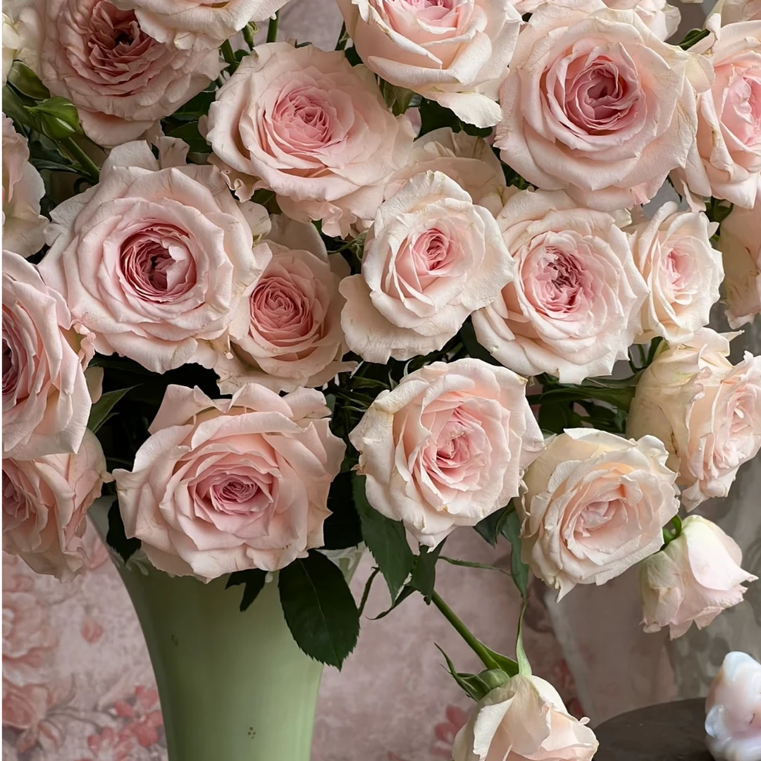 【大聪明卖花】斯嘉丽多头玫瑰-任意2单鲜花包邮发货后不支持退款