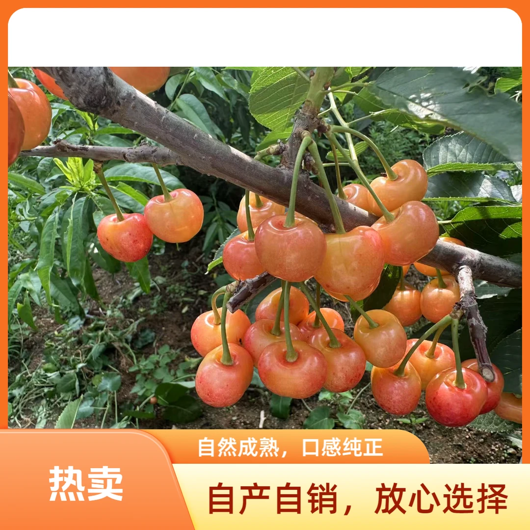 【宇珠烟台本地大樱桃】佳红3斤/5斤脆甜多汁现摘现发