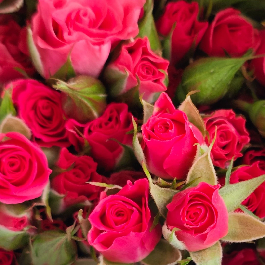 【满博测试7号】玫瑰家用鲜花/花束  云南鲜花基地直发